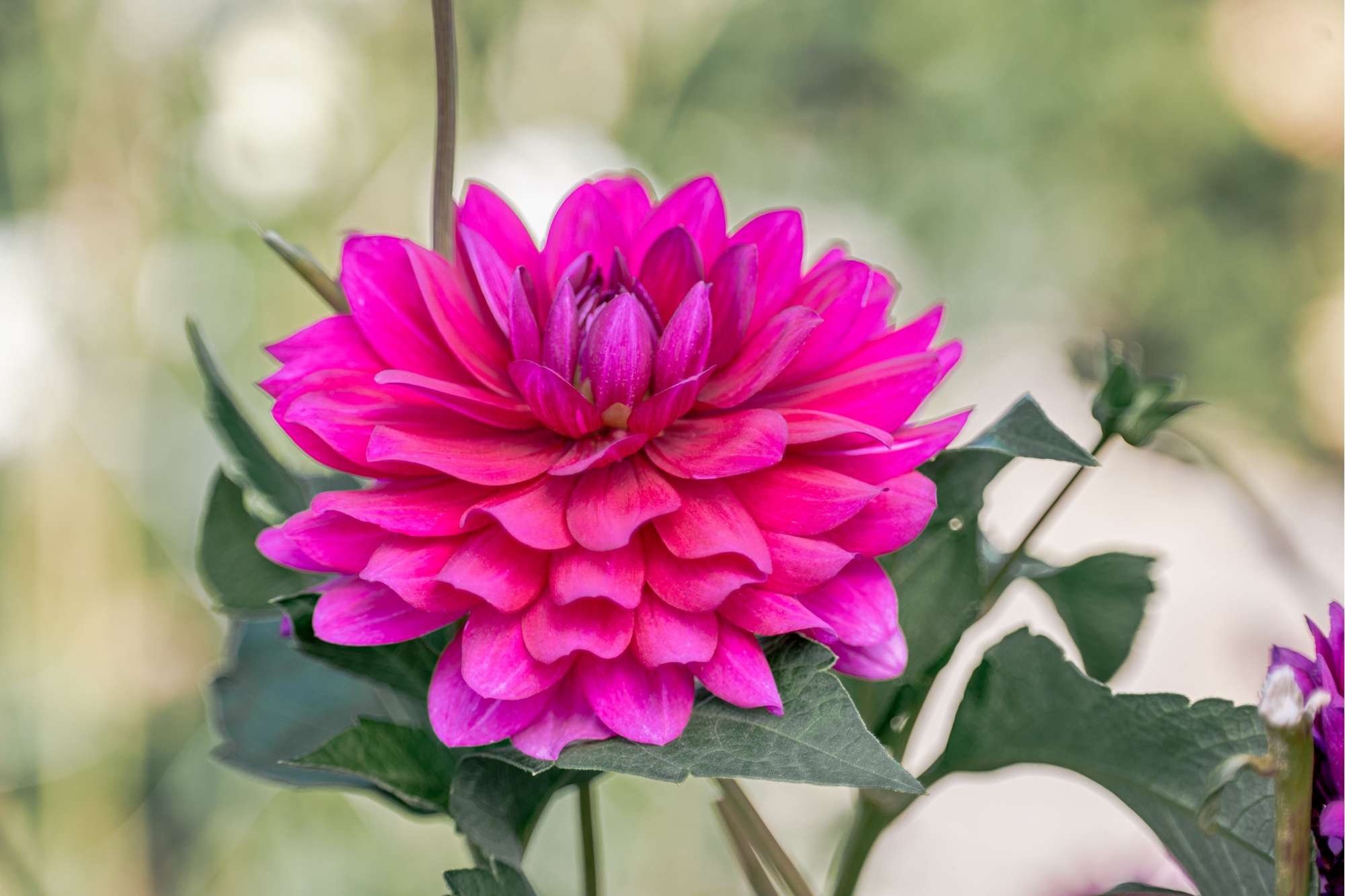 Dahlia 'Berner Oberland'